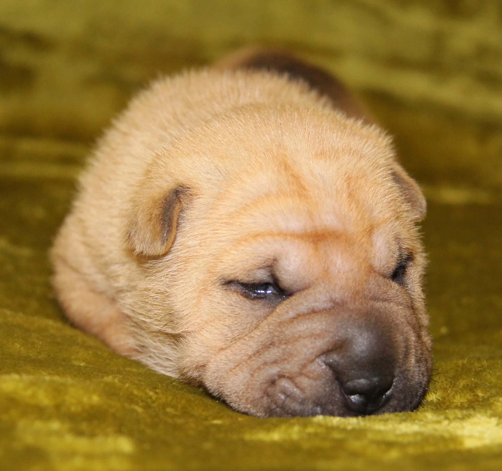 Cachorro Shar Pei del archivo fotográfico de Pispita