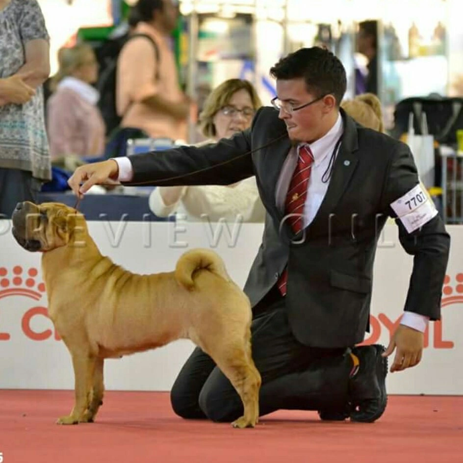 Presenting a Shar Pei in the show ring