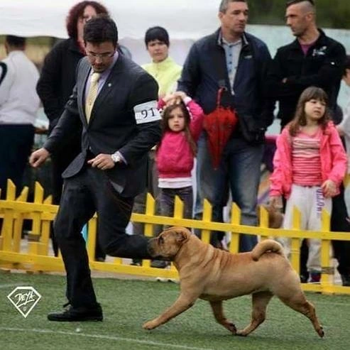 Shar Pei moving in the show ring