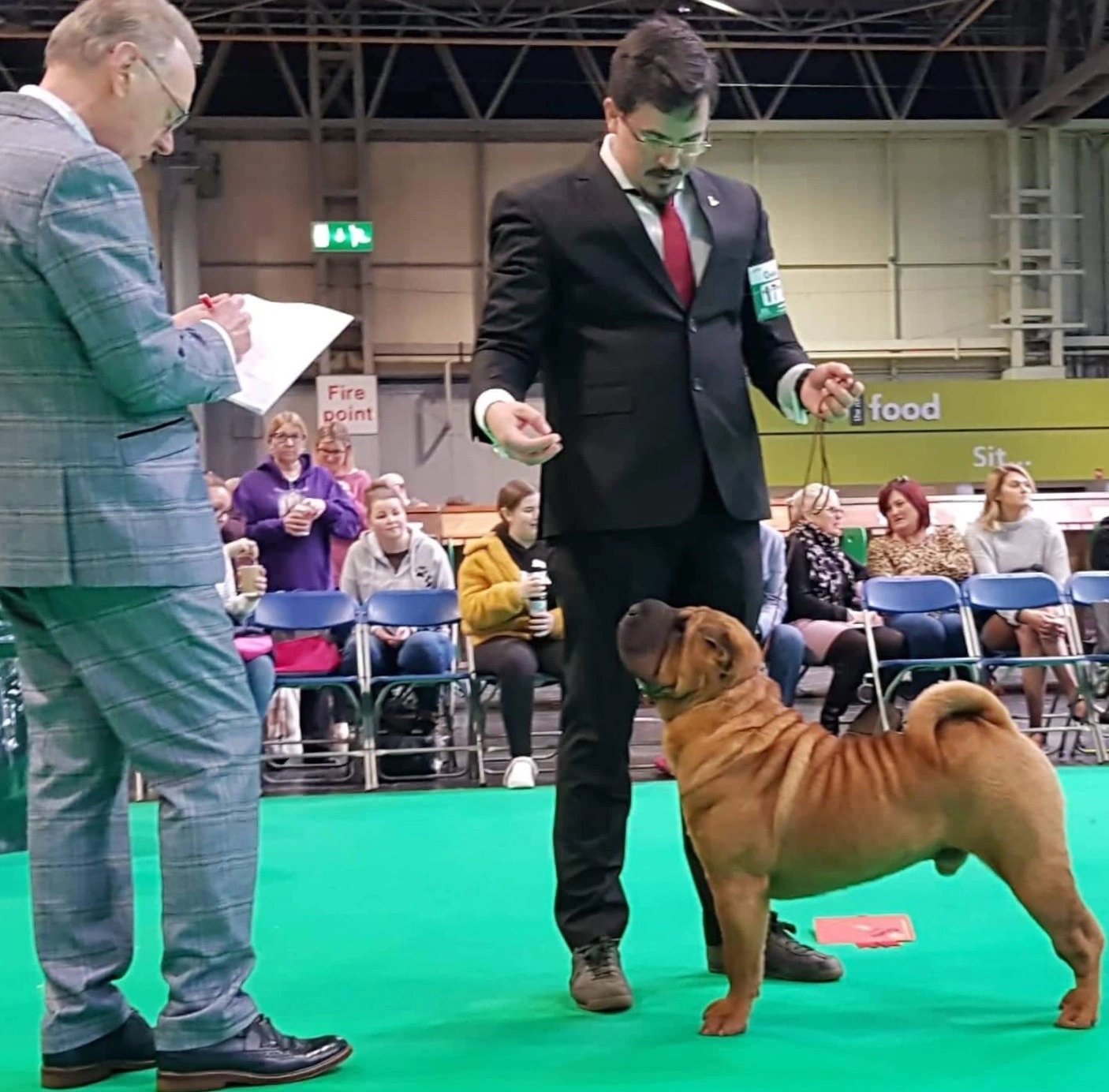 Shar Pei examination in the ring
