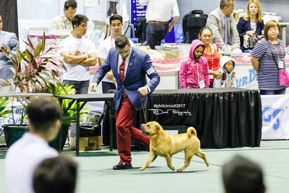 Blai Llobet presentando un Shar Pei en movimiento en una exposición
