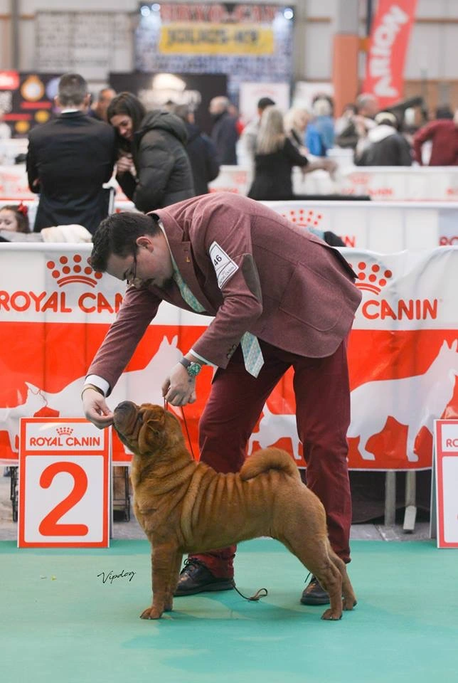 Blai Llobet presentando un Shar Pei ante el juez en una exposición