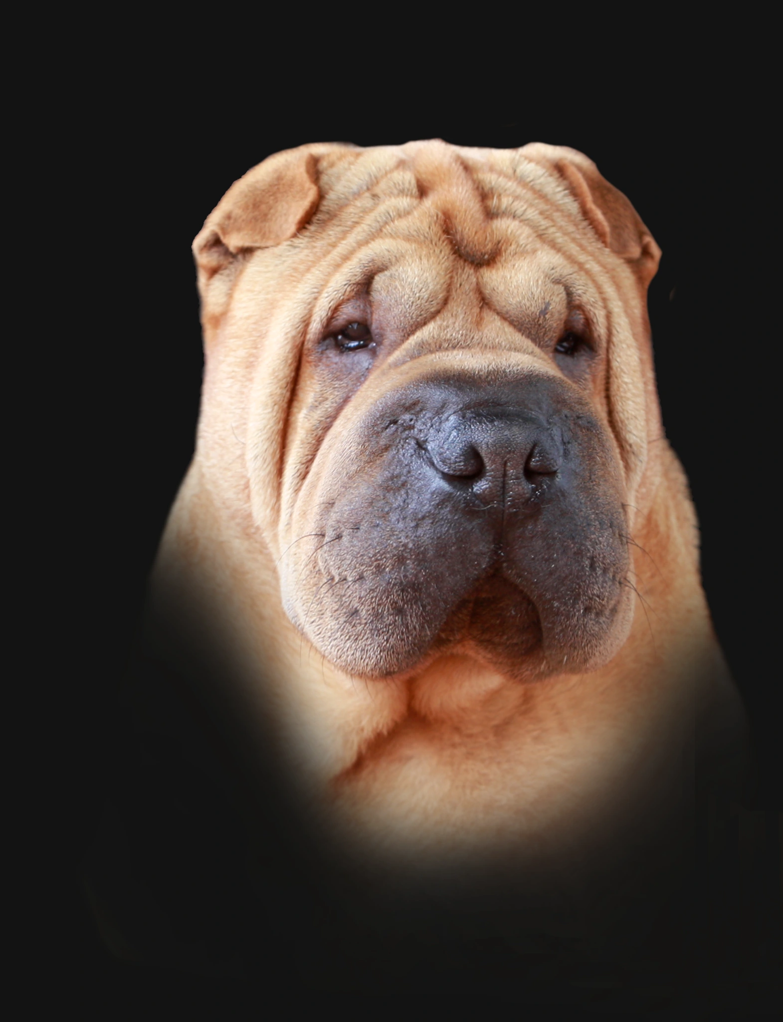 Retrato frontal de un Shar Pei de Pispita